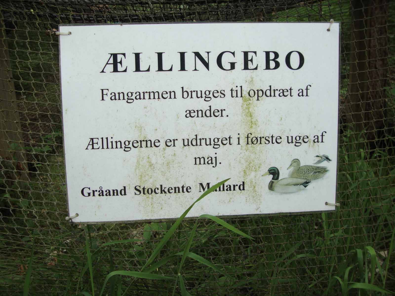 velkomst_og_markning_af_de_13_ander_28_20130811_1606824530