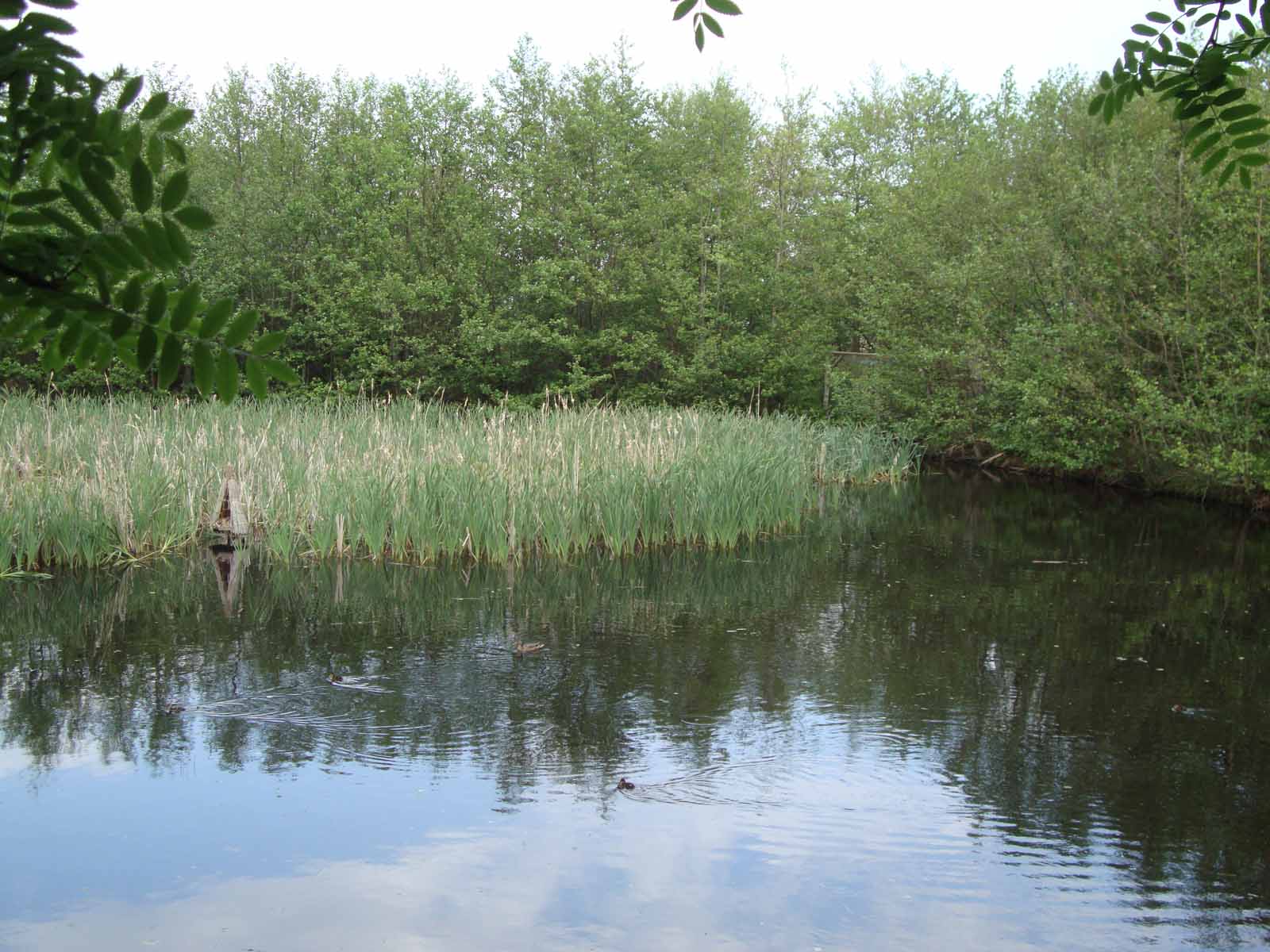 velkomst_og_markning_af_de_13_ander_33_20130811_1179600786