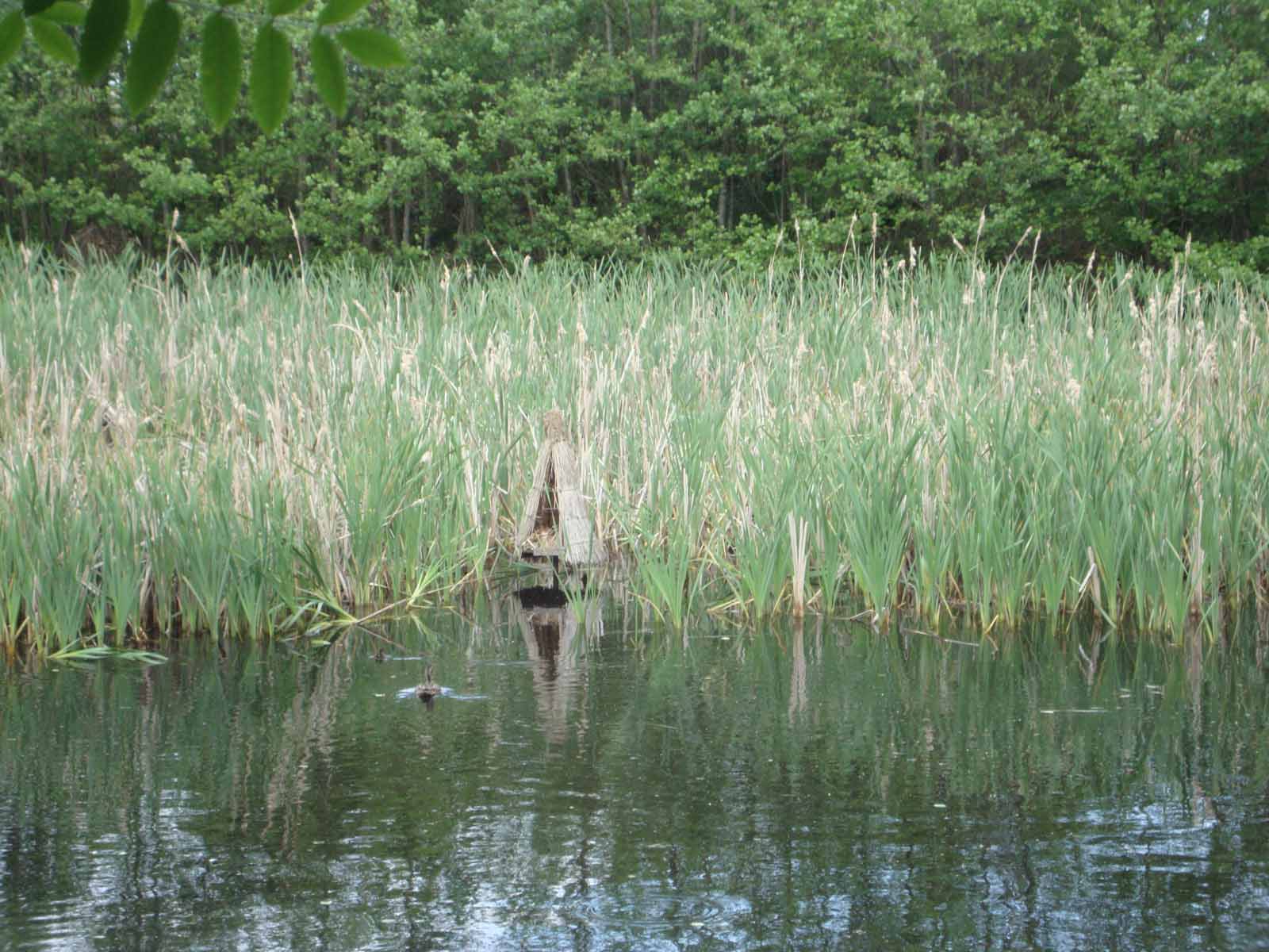 velkomst_og_markning_af_de_13_ander_35_20130811_1210678141