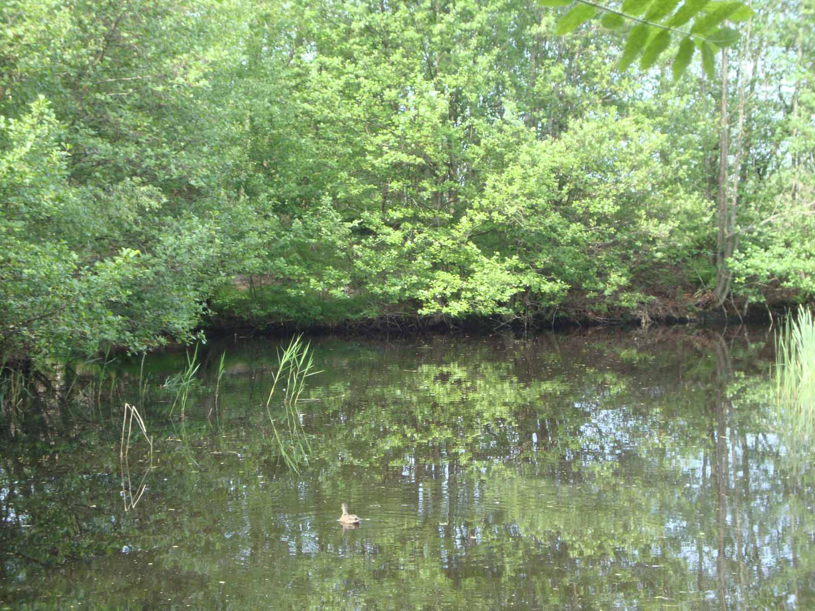 velkomst_og_markning_af_de_13_ander_38_20130811_1461439576