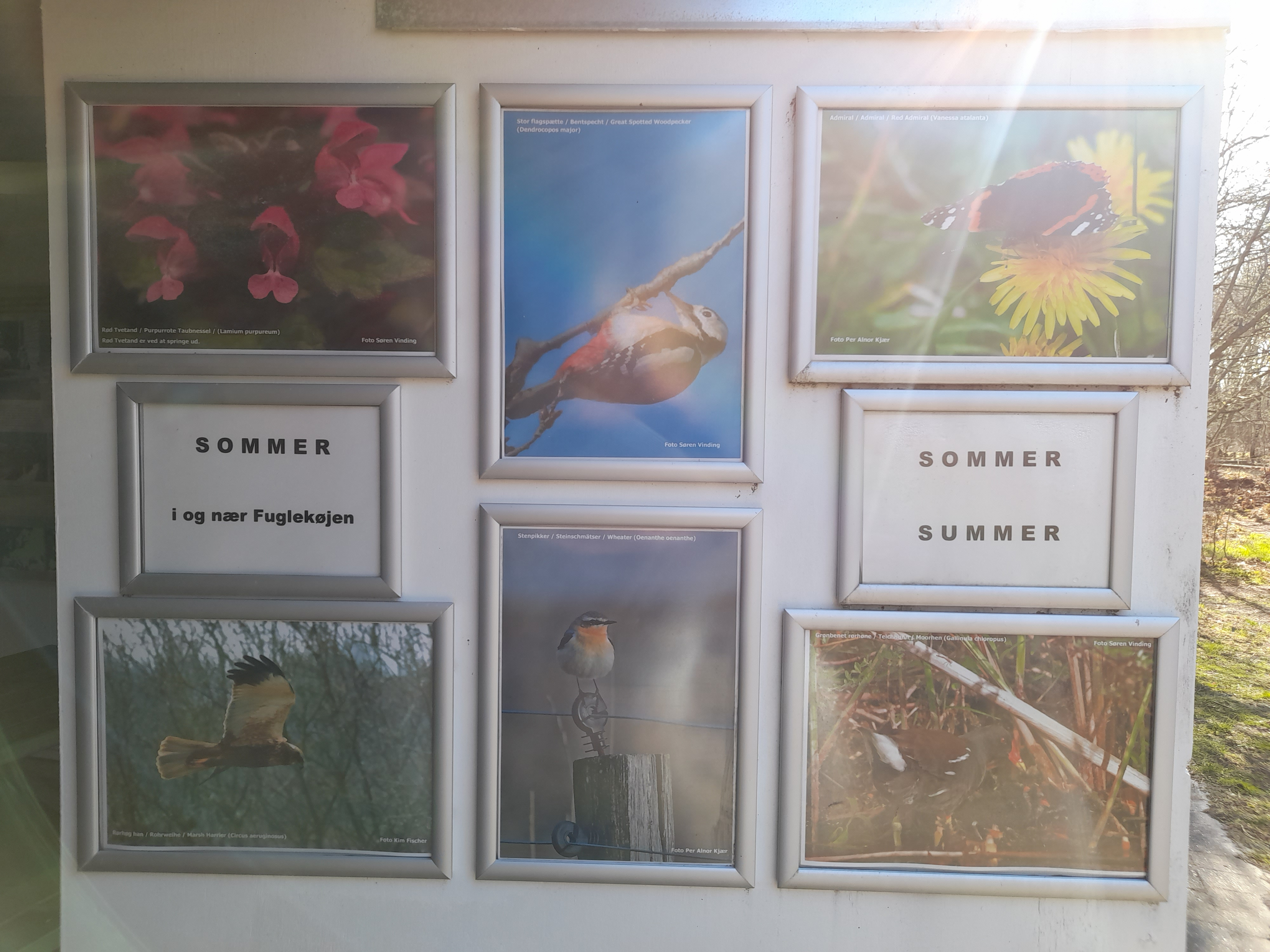 Udstilling - Sommer